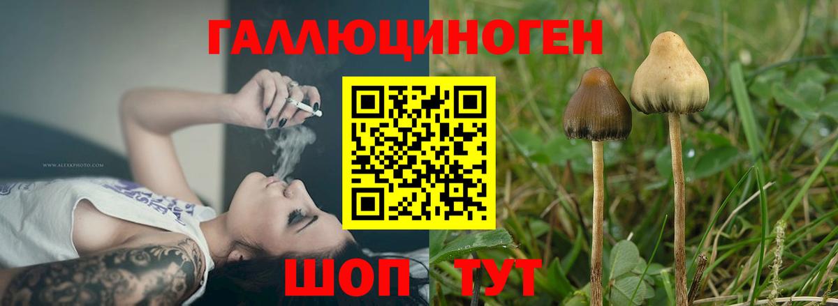 Псилоцибиновые грибы Cubensis  Вход с VPN  Костомукша 